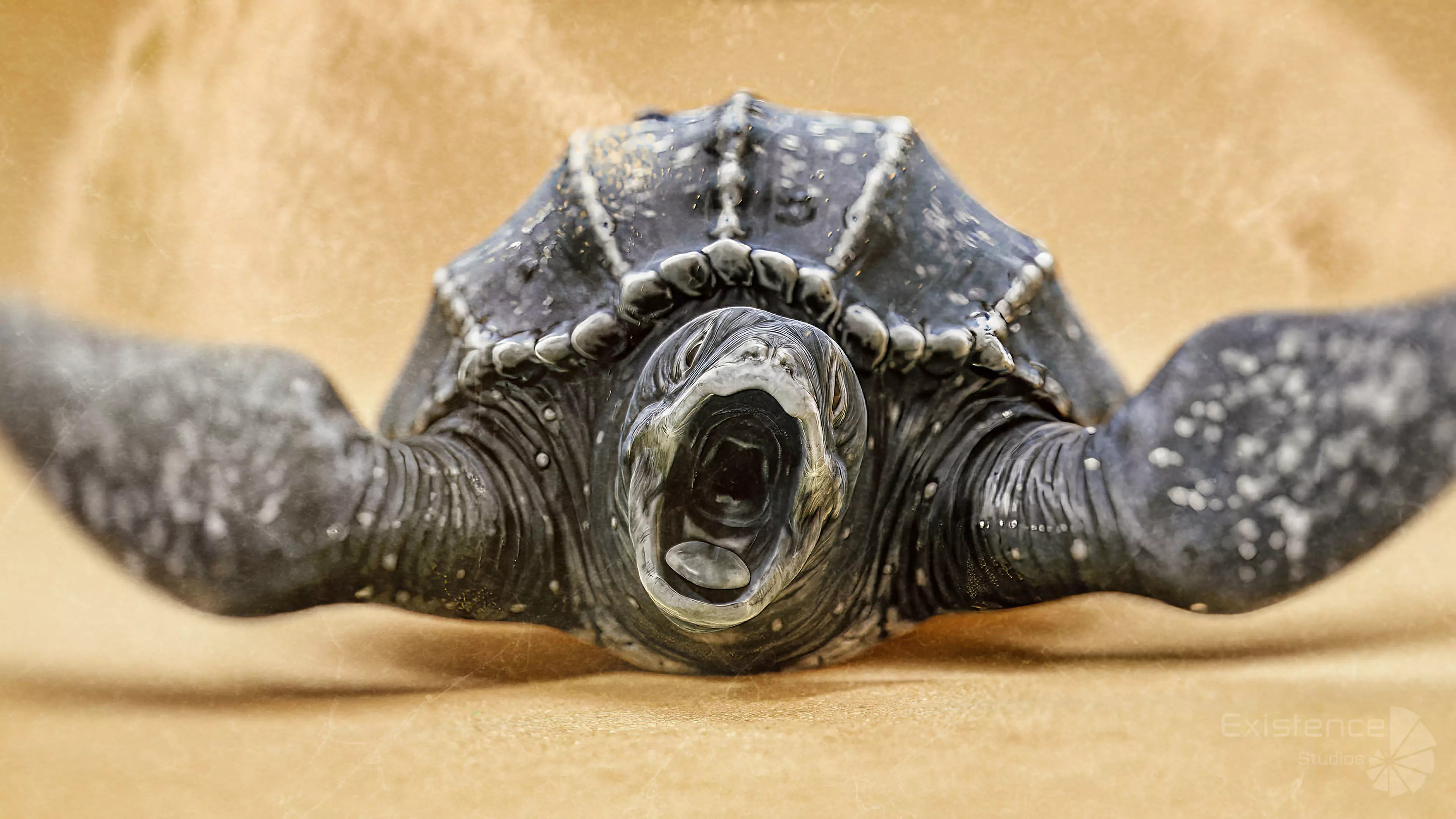 Crab - Coconut Crab - Mantis Shrimp - Sea Turtle - Nautilus - 70 Low-poly 3D model_29