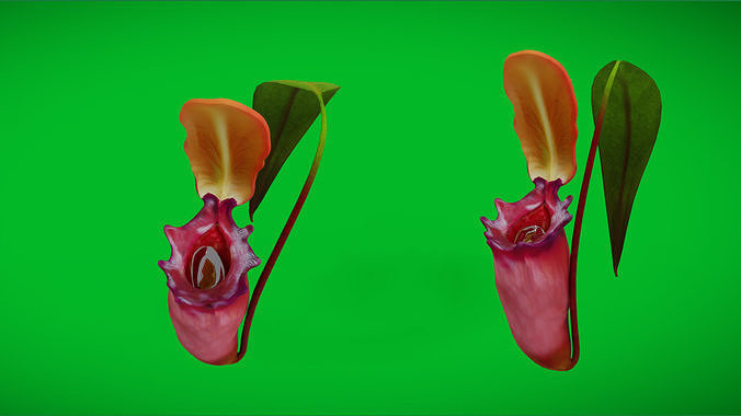 Nepenthes Pitcher Plant Low-poly 3D model