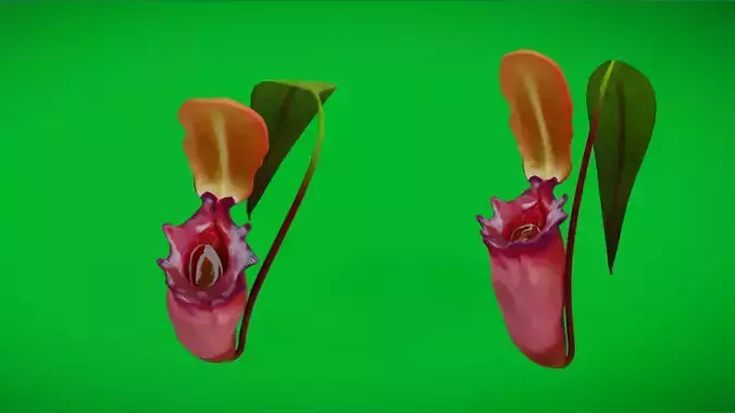 Nepenthes Pitcher Plant Low-poly 3D model