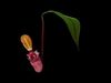 Nepenthes Pitcher Plant Low-poly 3D model_1