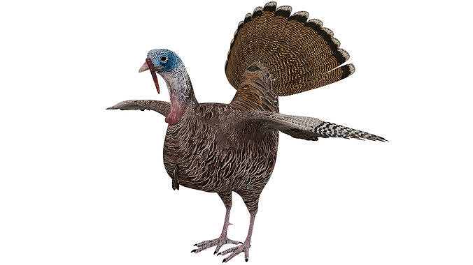 Turkey Bird 3D model