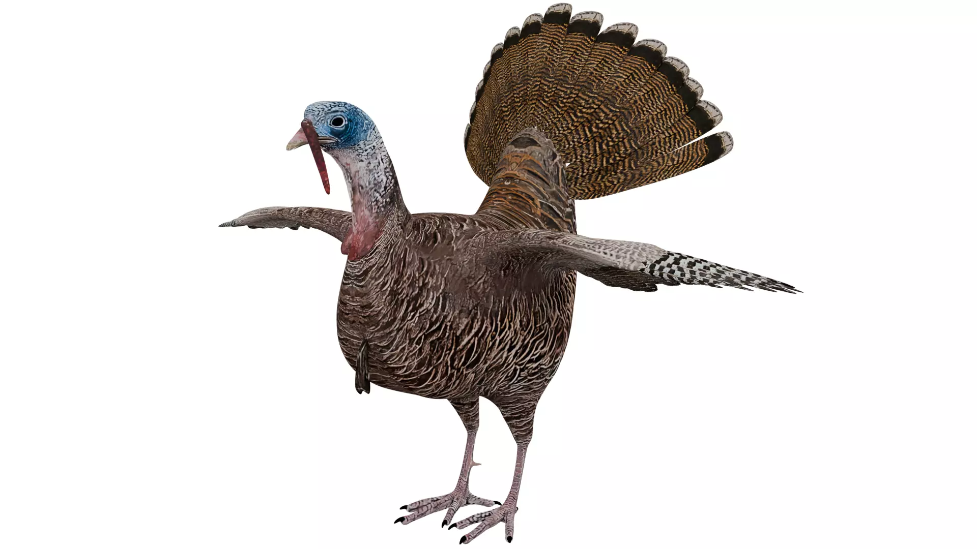Turkey Bird 3D model_0