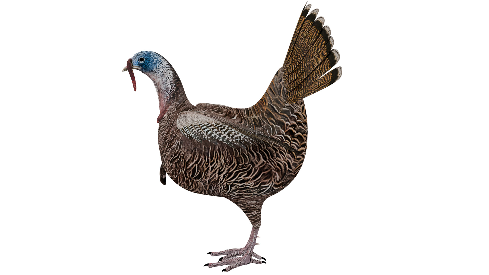 Turkey Bird 3D model_1