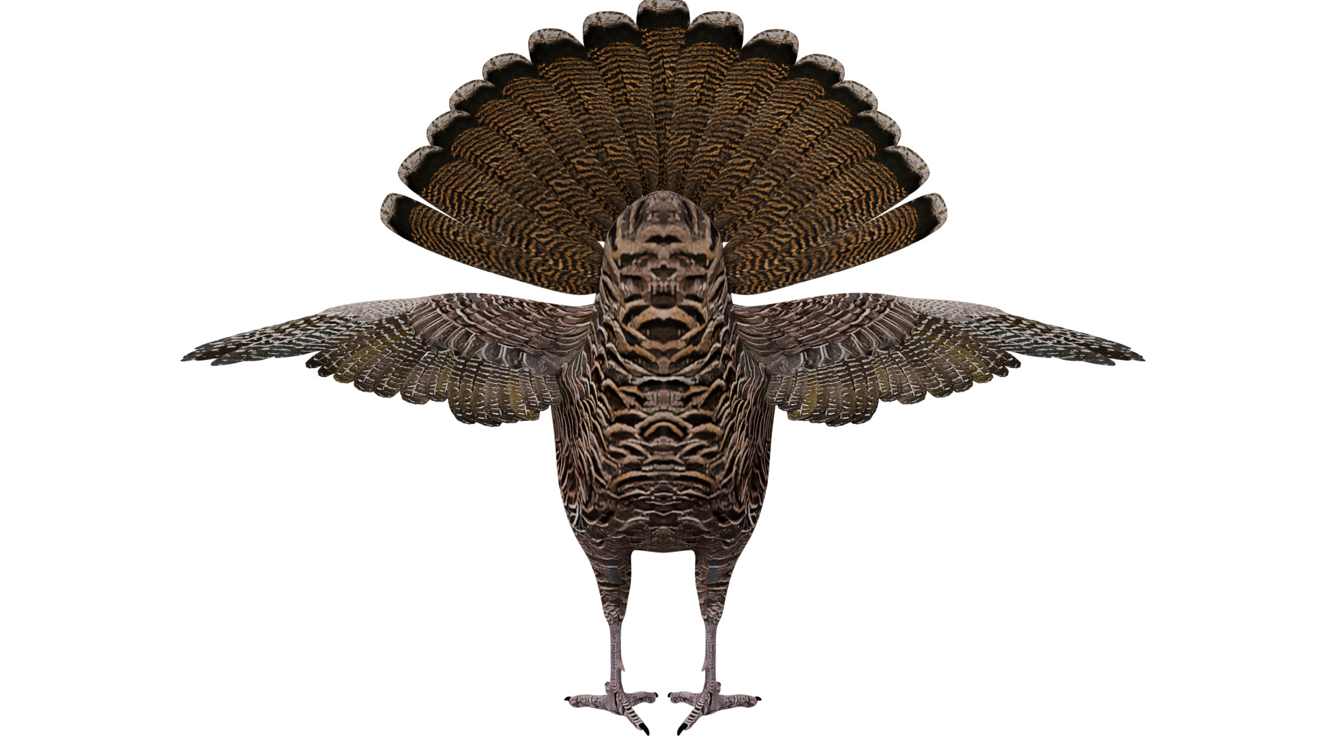 Turkey Bird 3D model_3