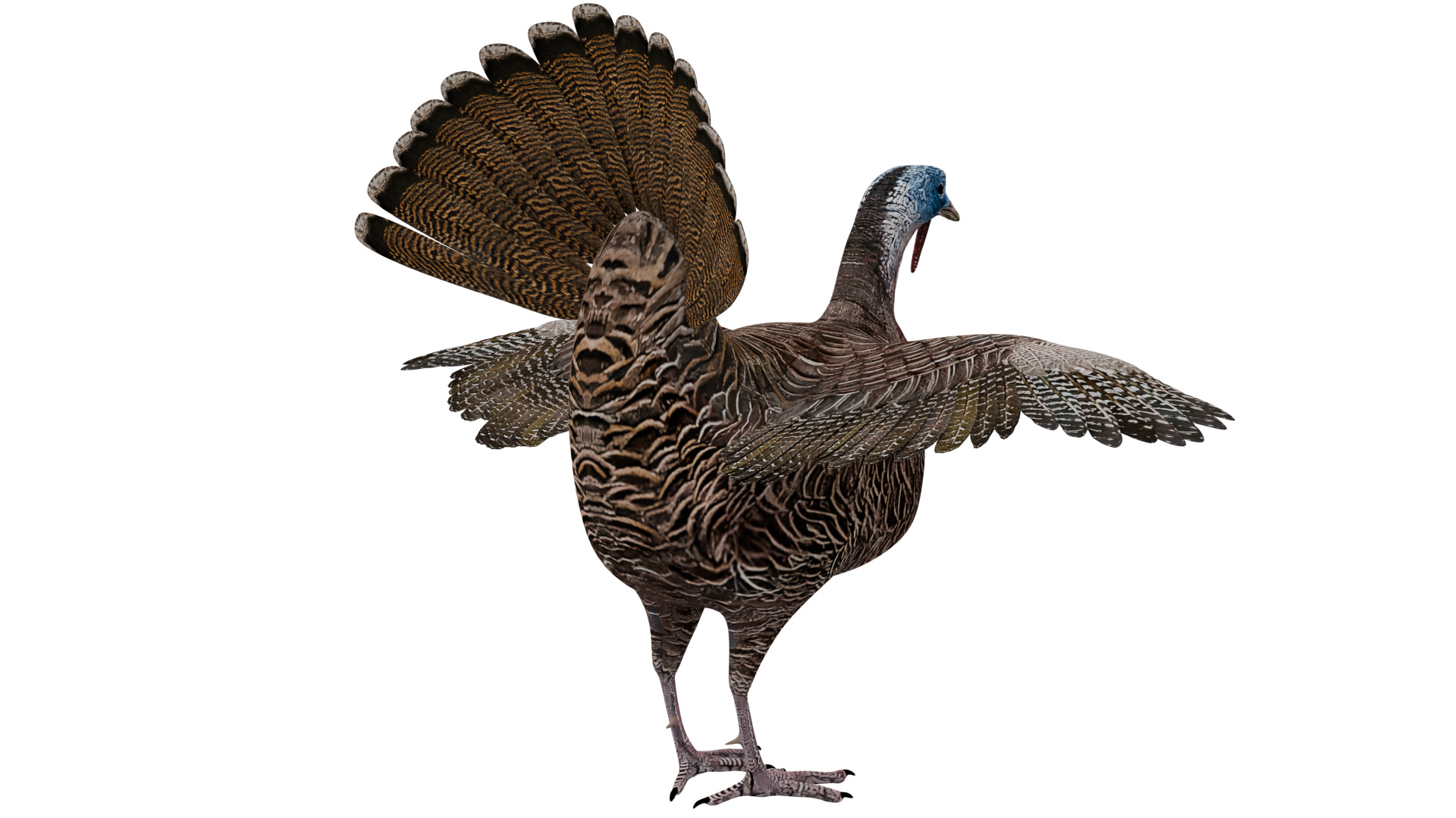 Turkey Bird 3D model_4