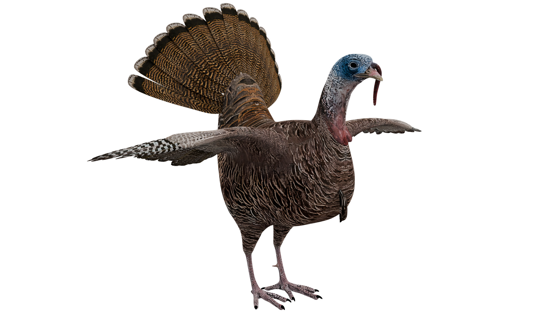 Turkey Bird 3D model_6