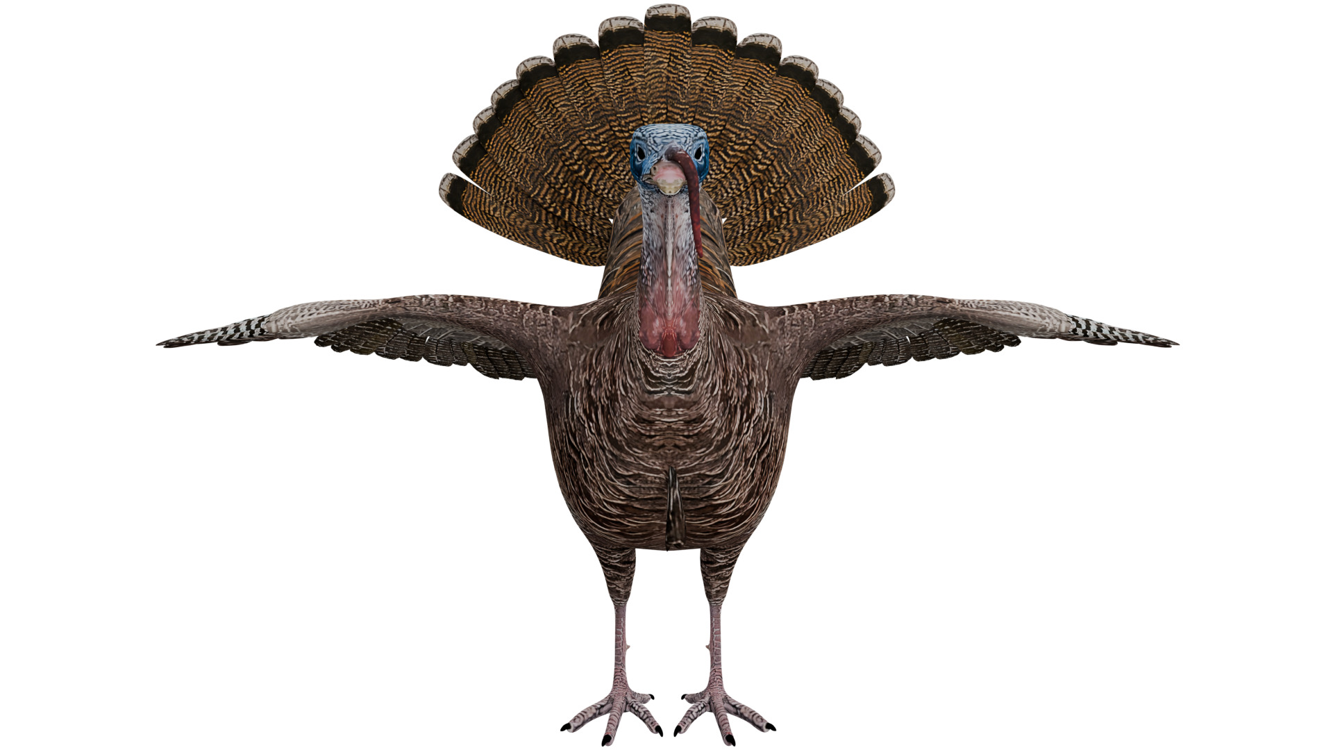 Turkey Bird 3D model_7
