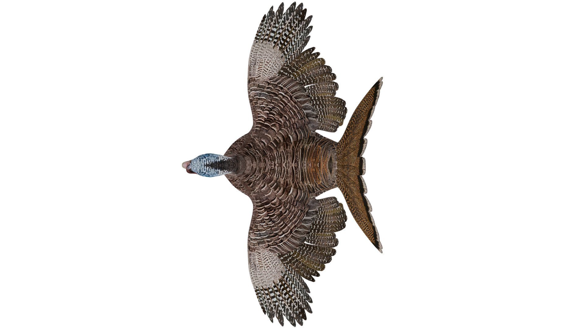 Turkey Bird 3D model_8