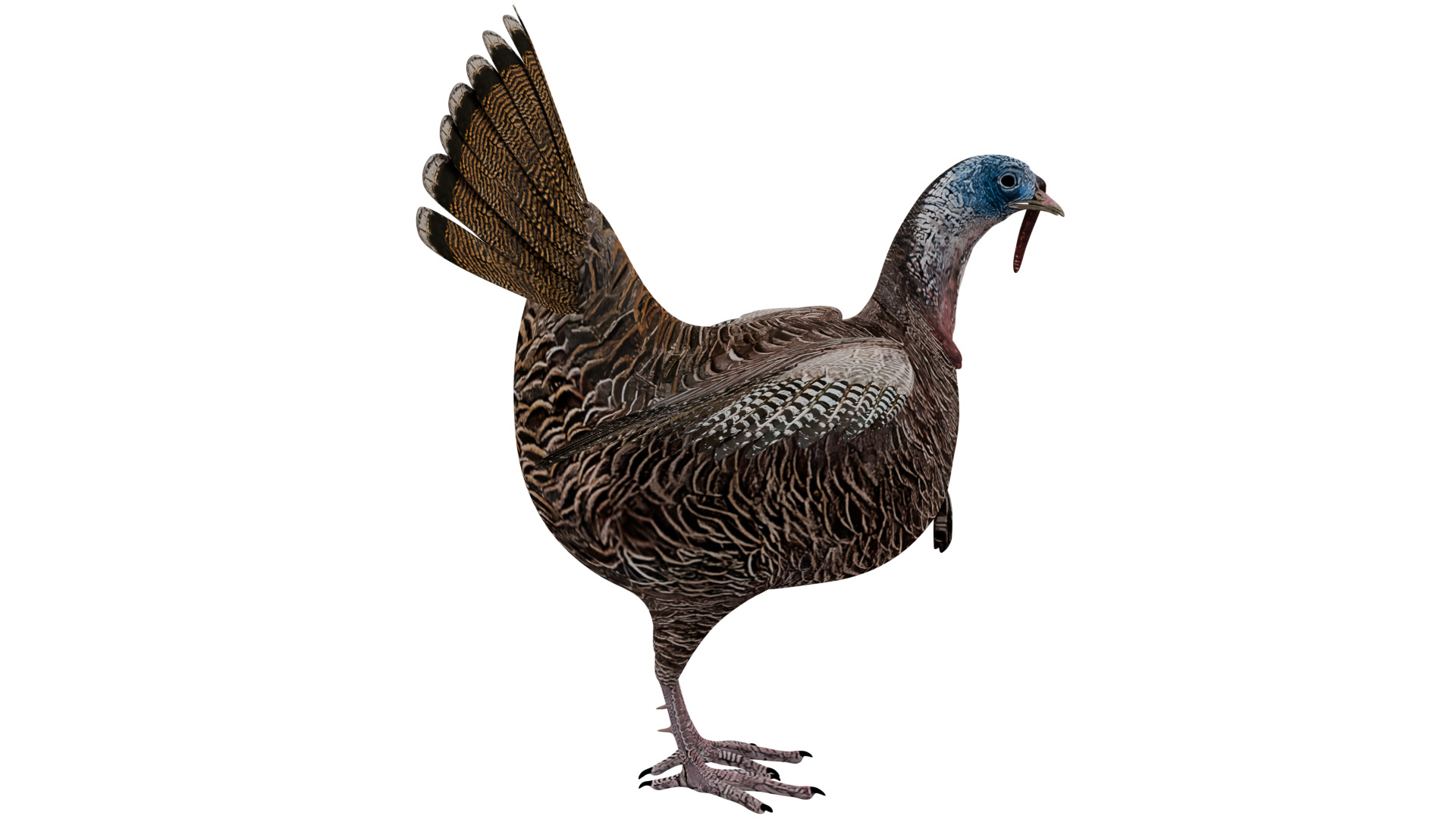 Turkey Bird 3D model_5