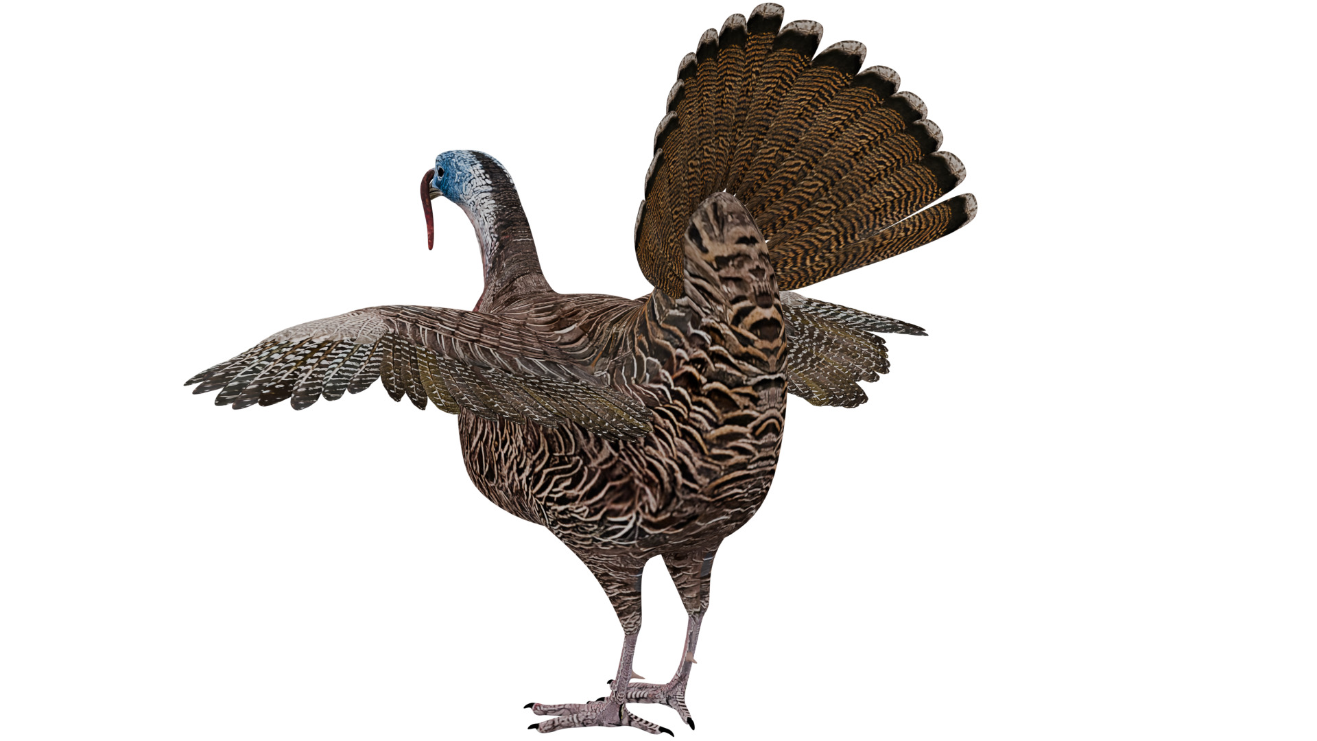 Turkey Bird 3D model_2