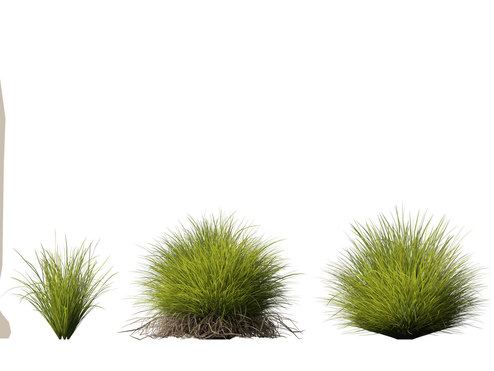 High-Low Poly - Lomandra confertifolia Little Con-Small Mat Rush Low-poly 3D model_5