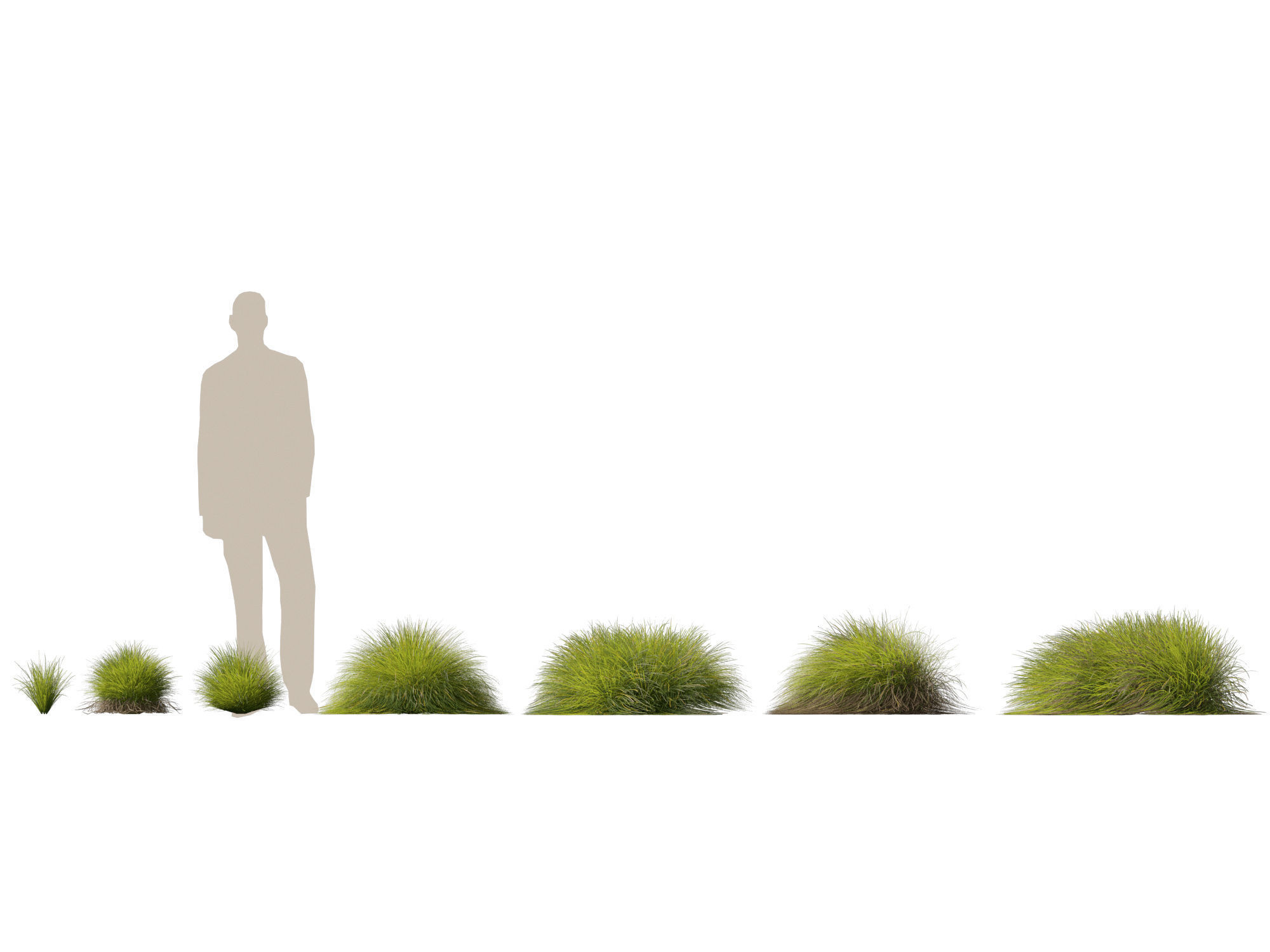 High-Low Poly - Lomandra confertifolia Little Con-Small Mat Rush Low-poly 3D model_3