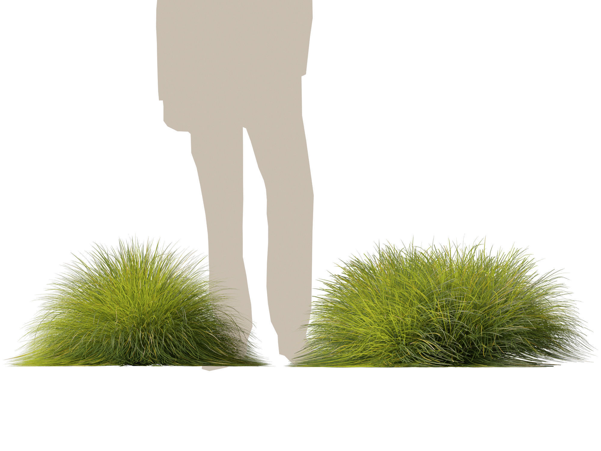 High-Low Poly - Lomandra confertifolia Little Con-Small Mat Rush Low-poly 3D model_7