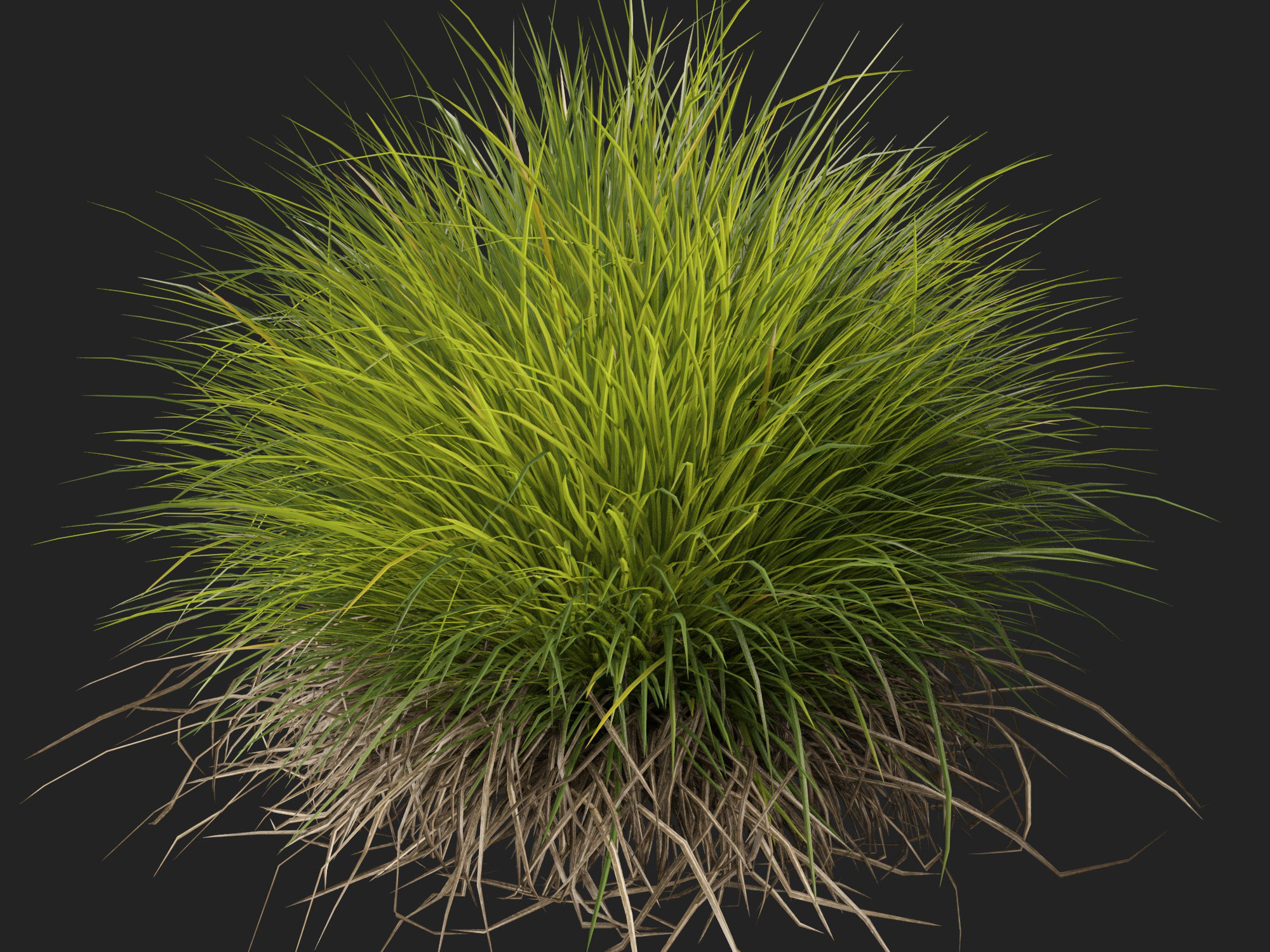 High-Low Poly - Lomandra confertifolia Little Con-Small Mat Rush Low-poly 3D model_10