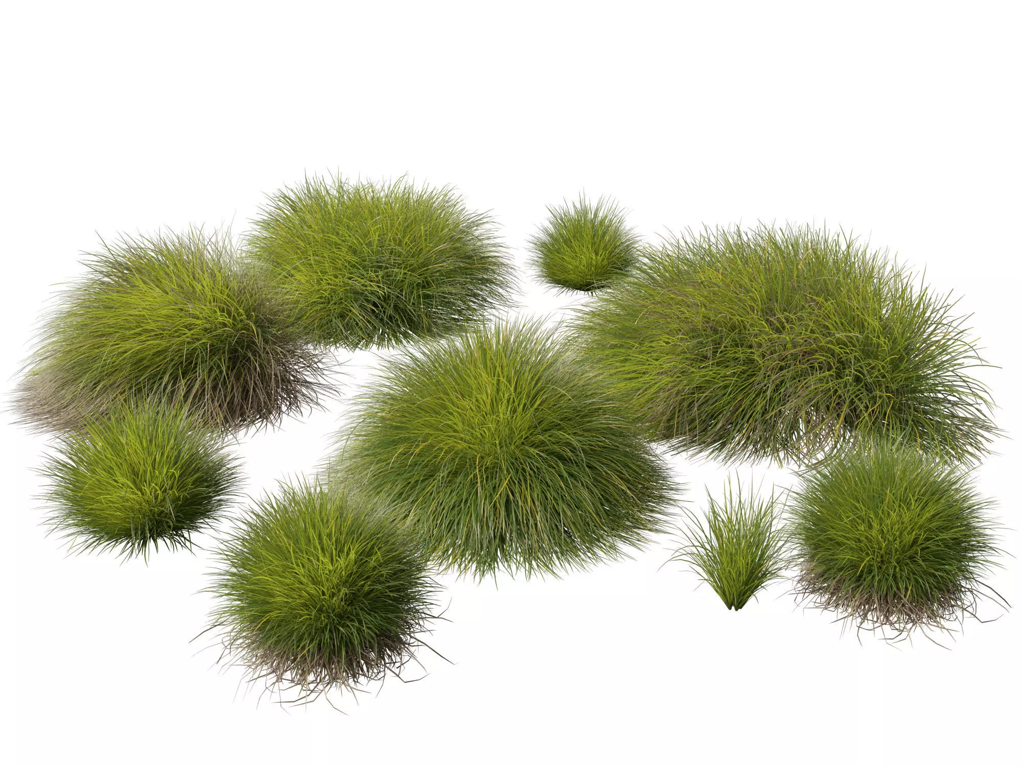 High-Low Poly - Lomandra confertifolia Little Con-Small Mat Rush Low-poly 3D model_0