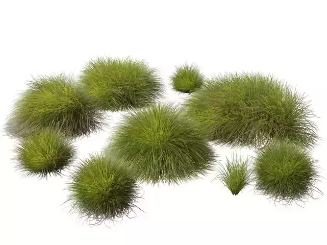 High-Low Poly - Lomandra confertifolia Little Con-Small Mat Rush Low-poly 3D model
