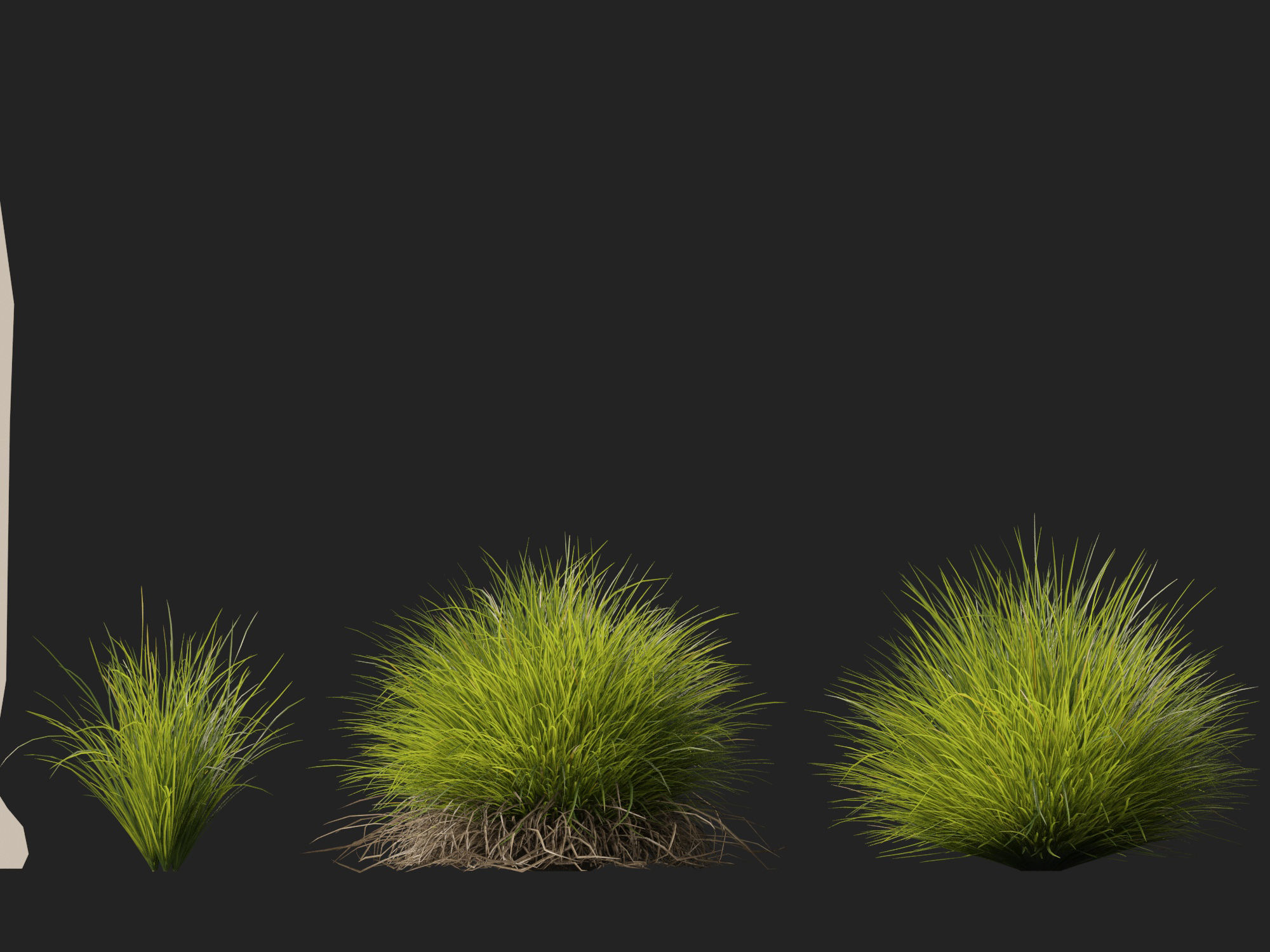 High-Low Poly - Lomandra confertifolia Little Con-Small Mat Rush Low-poly 3D model_1