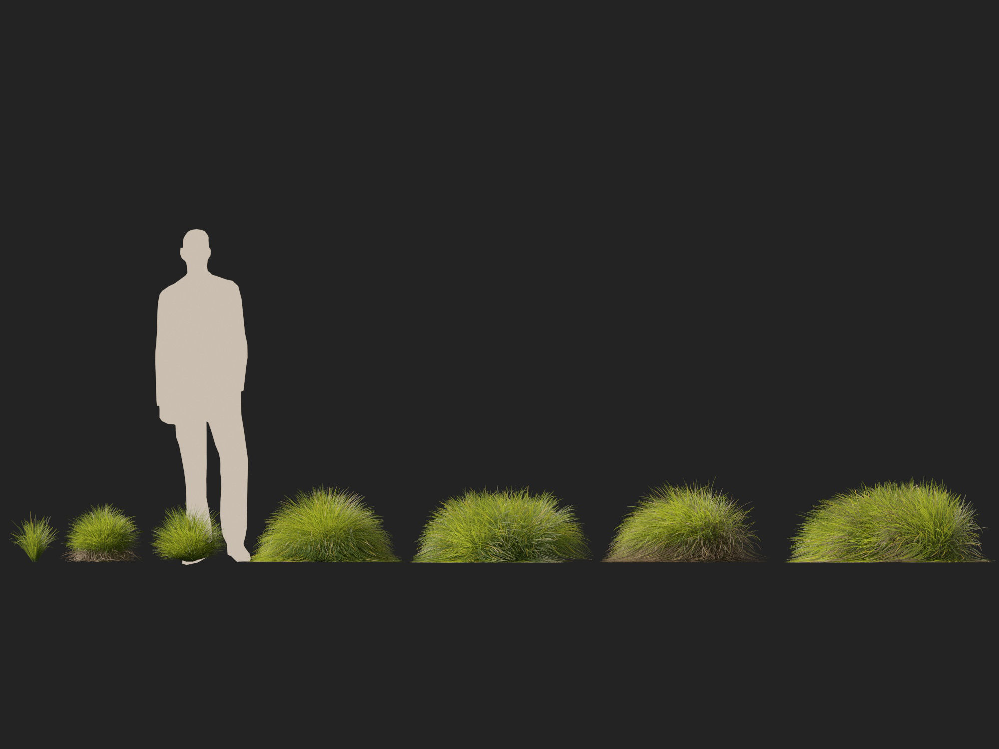 High-Low Poly - Lomandra confertifolia Little Con-Small Mat Rush Low-poly 3D model_13