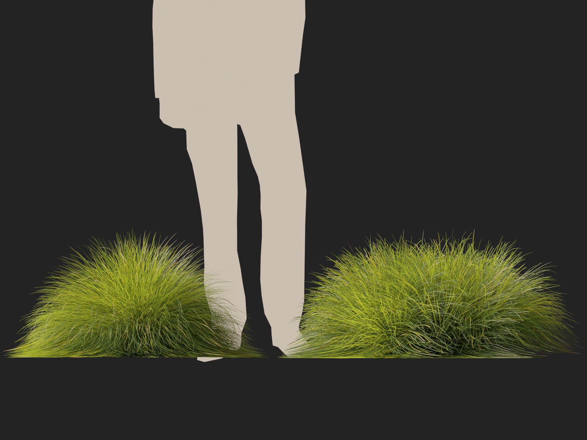 High-Low Poly - Lomandra confertifolia Little Con-Small Mat Rush Low-poly 3D model_6
