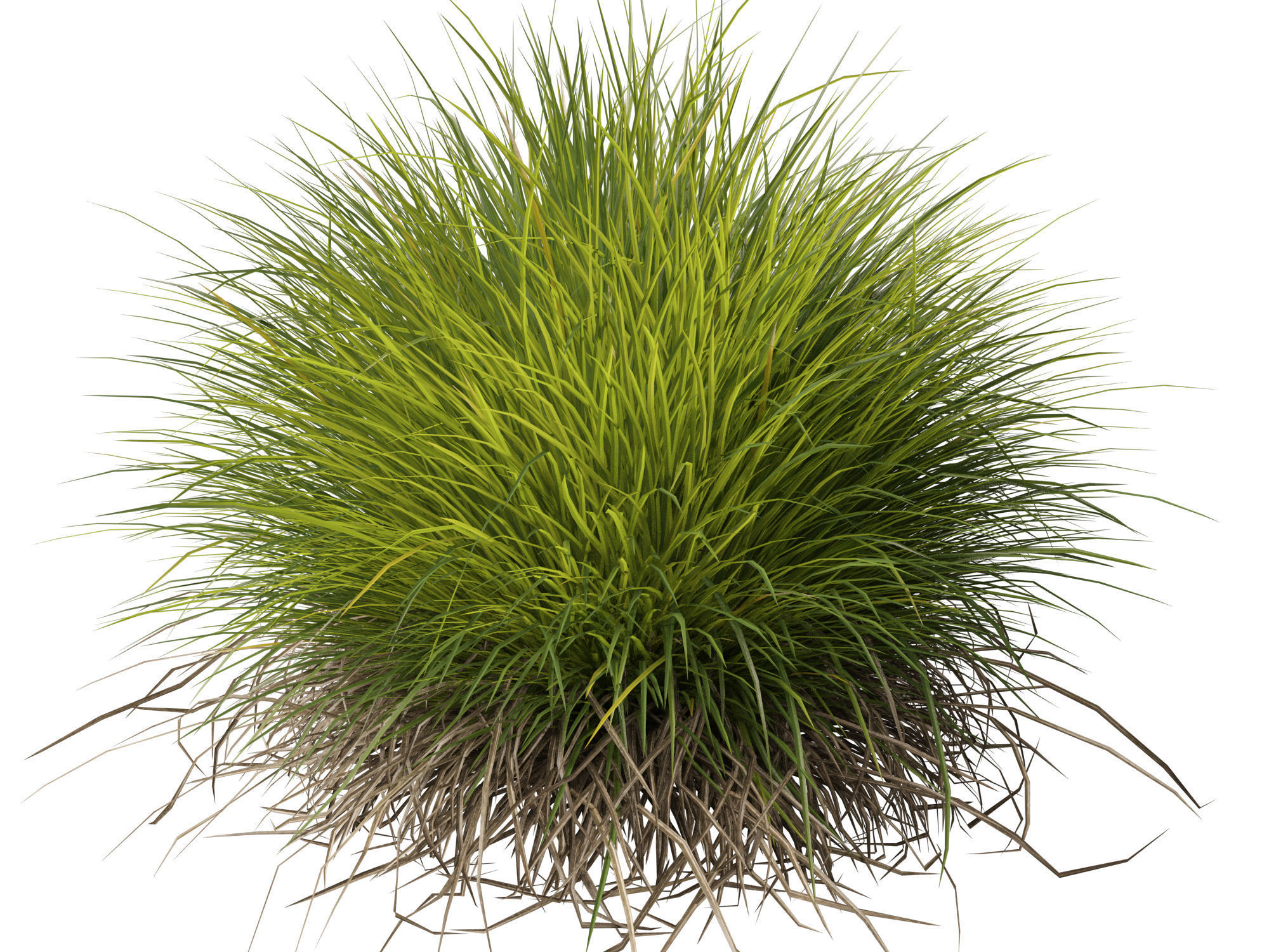 High-Low Poly - Lomandra confertifolia Little Con-Small Mat Rush Low-poly 3D model_11