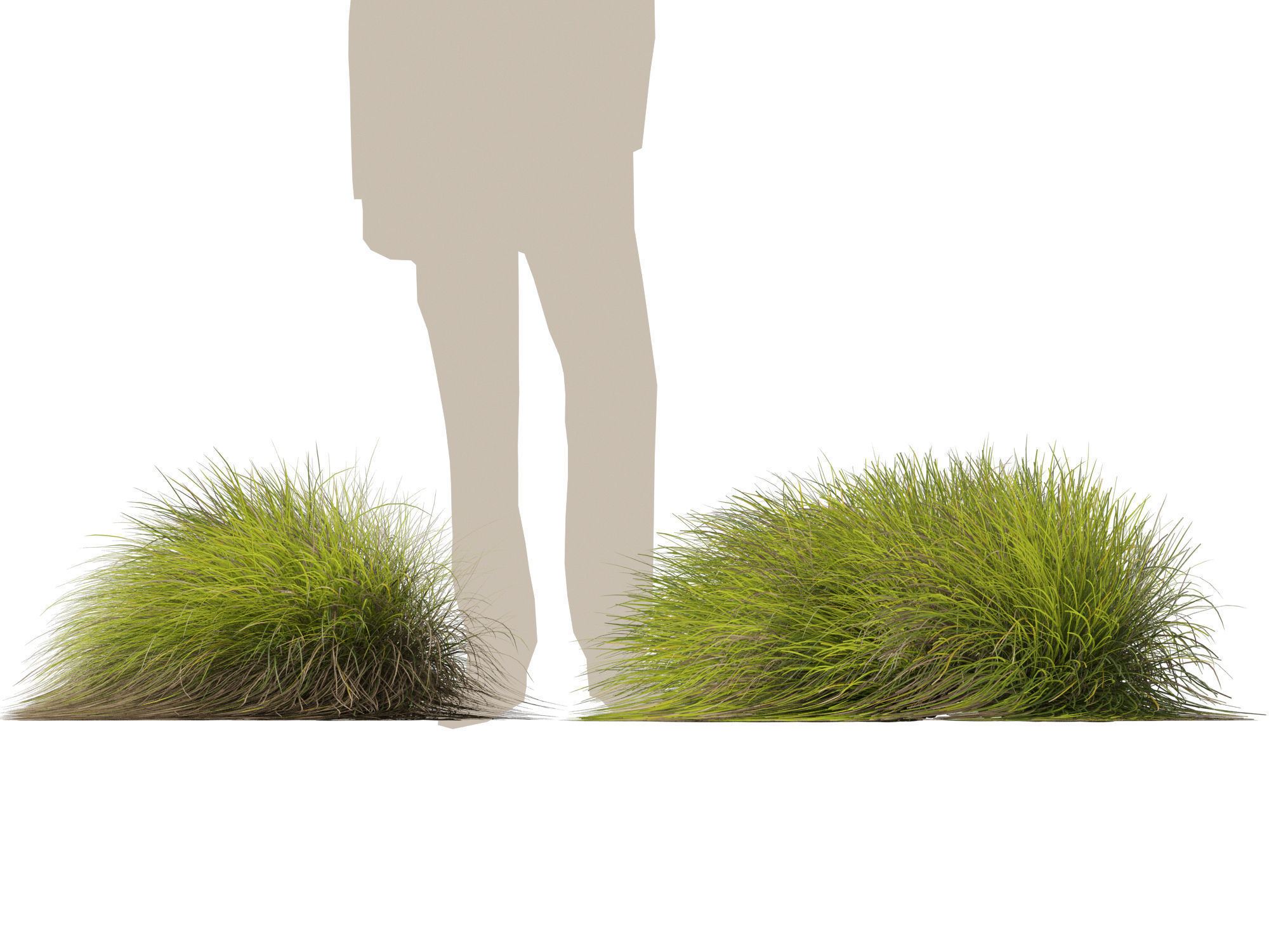 High-Low Poly - Lomandra confertifolia Little Con-Small Mat Rush Low-poly 3D model_8