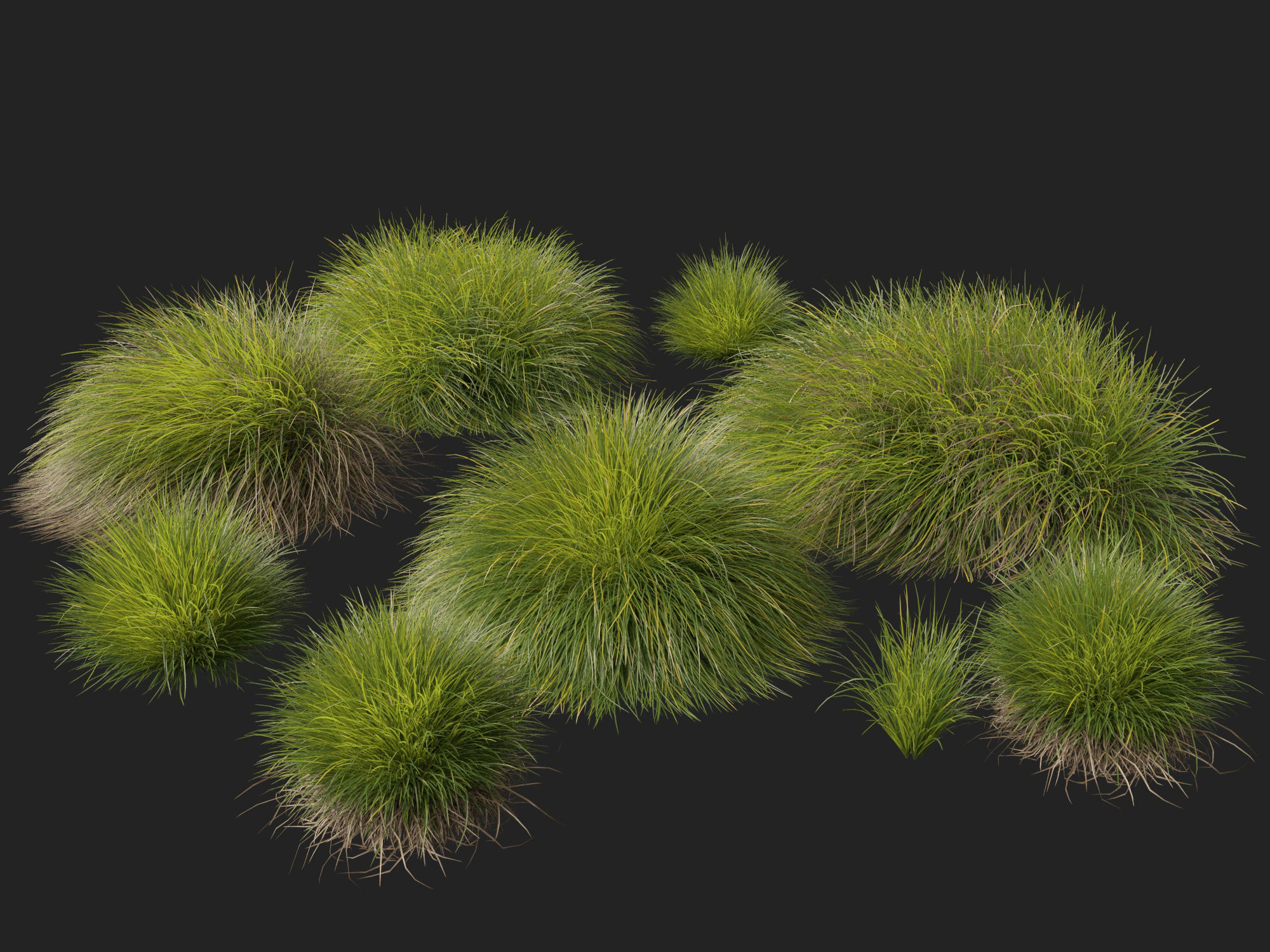 High-Low Poly - Lomandra confertifolia Little Con-Small Mat Rush Low-poly 3D model_9