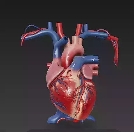 Human Heart Anatomy Model - 3D Medical Visualization