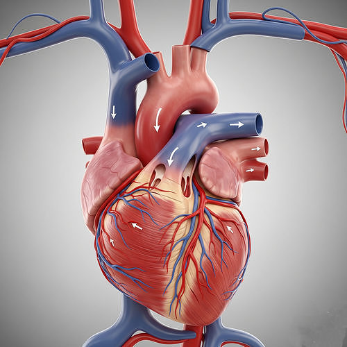 Human Heart Anatomy Model - 3D Medical Visualization Low-poly 3D model