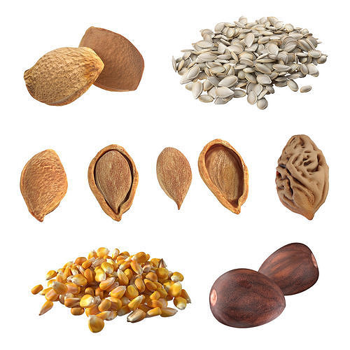 Seed Collection v1  Low-poly 3D model