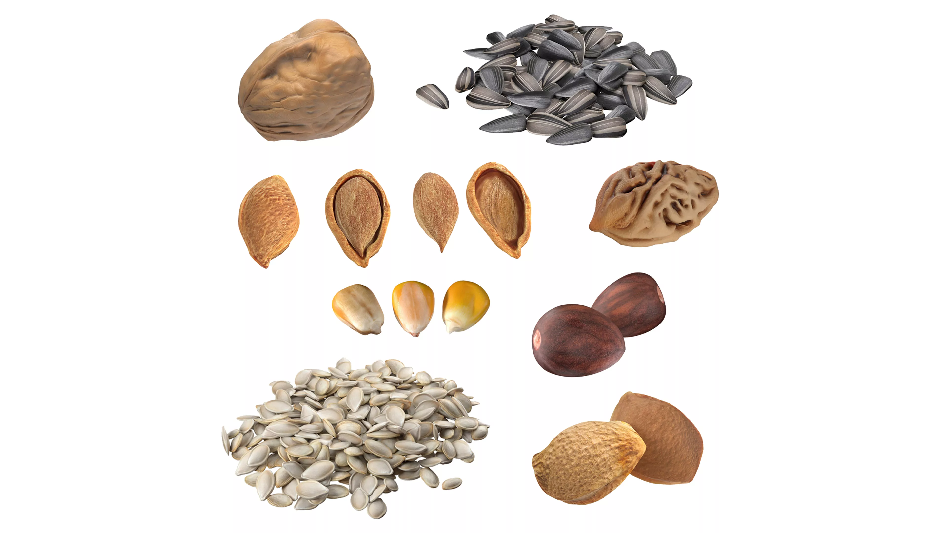 Seed Collection v2 Low-poly 3D model