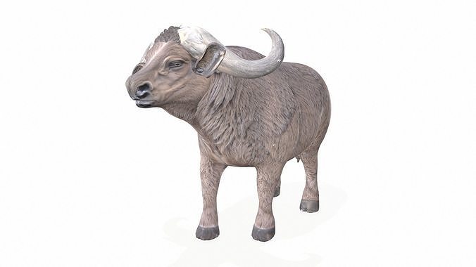 Buffalo Low-poly 3D model