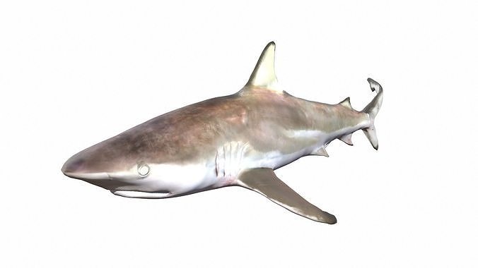 Shark Animated Low-poly 3D model
