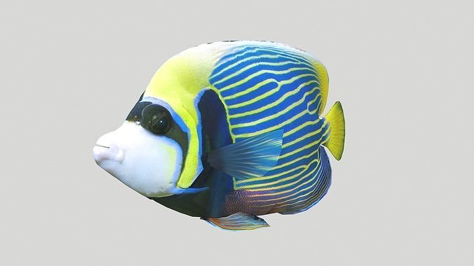 Emperor Angelfish Animated Low-poly 3D model