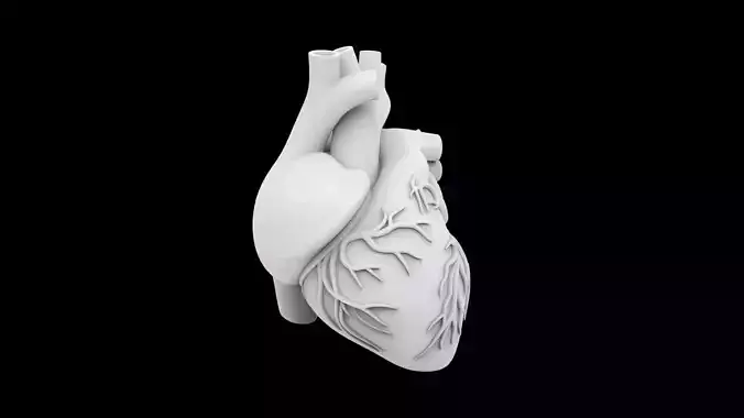 Anatomical Human Heart 3D Print Model 3D print model