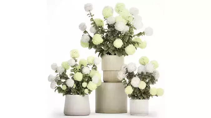 Potted Plants Hydrangea Outdoor White Flowers 1483