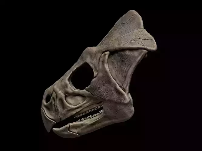 Microceratus Skull