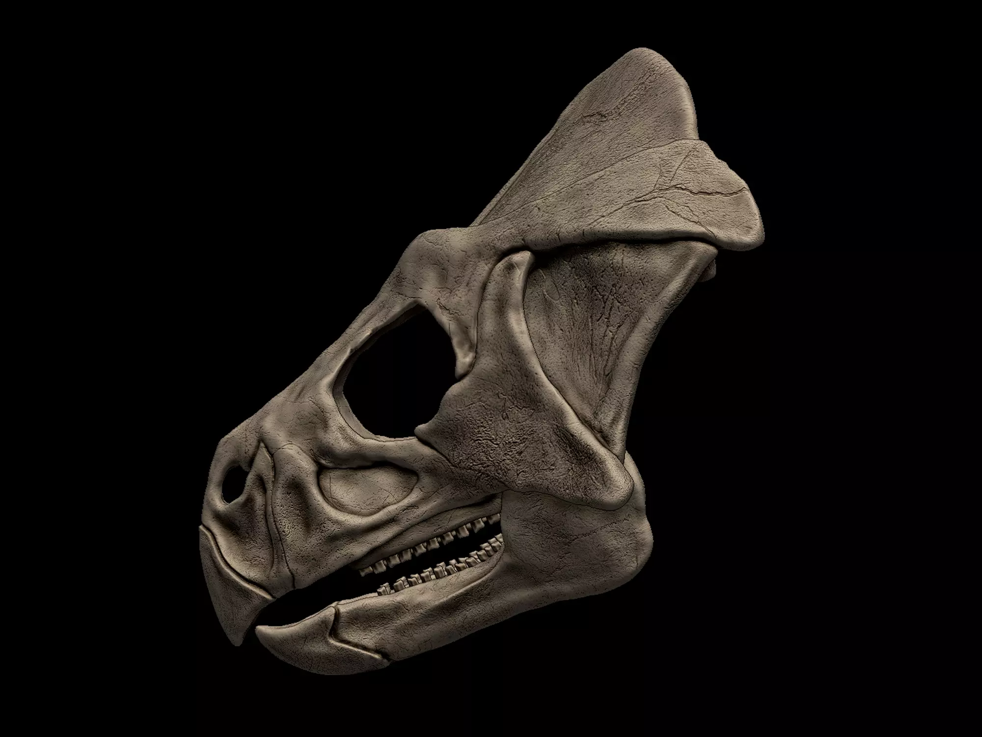 Microceratus Skull 3D print model