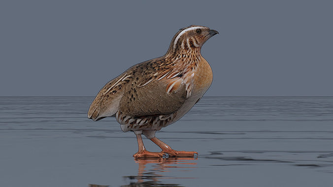 Quail Low-poly 3D model