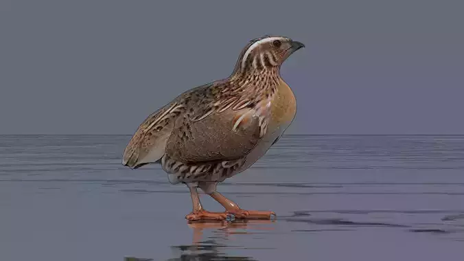 Quail