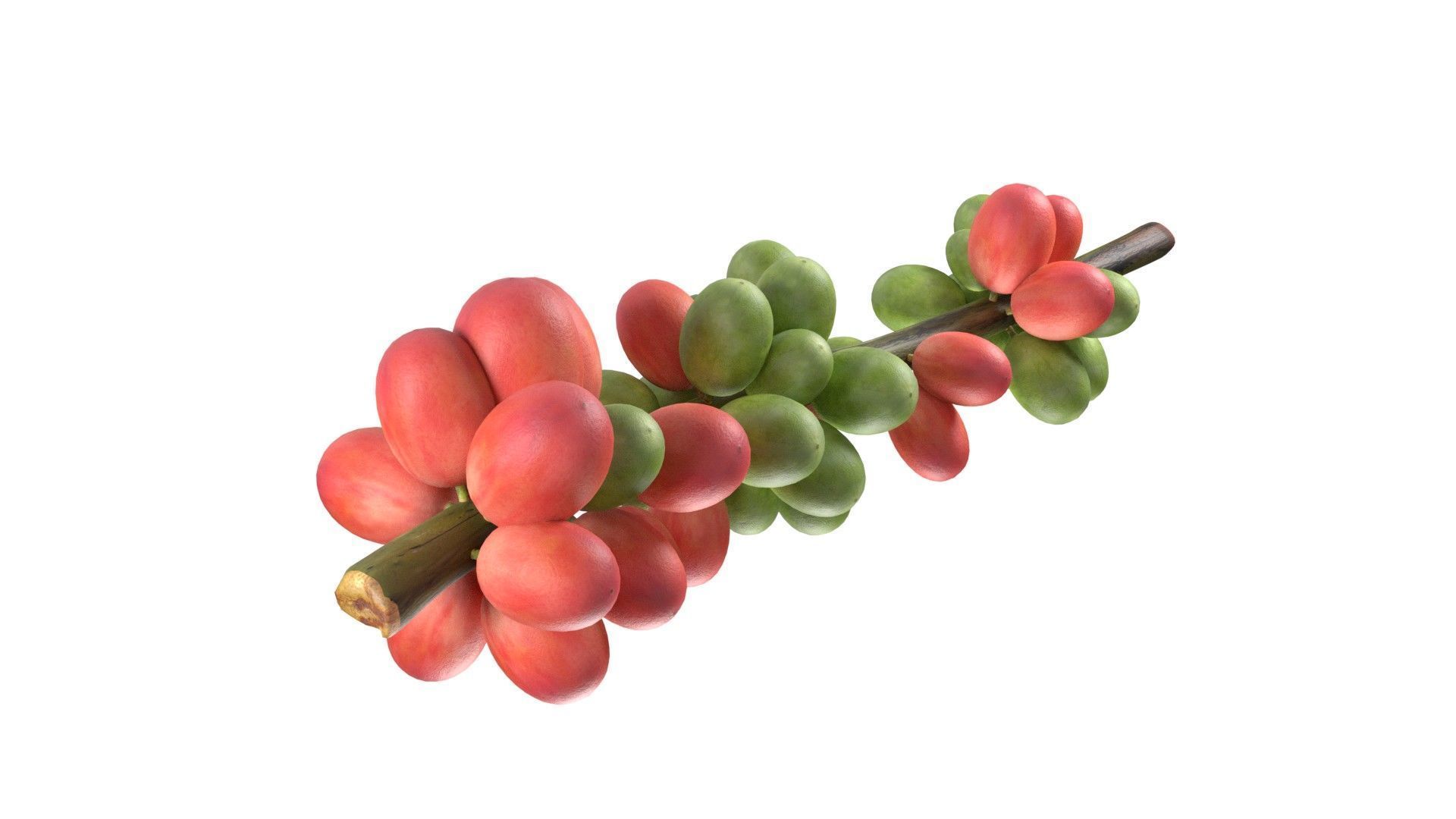 Coffee Bean set  Low-poly 3D model_4