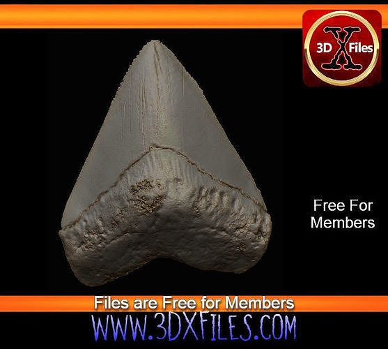 Megaladon Tooth - Fossil Replica - 3D Print File 3D print model