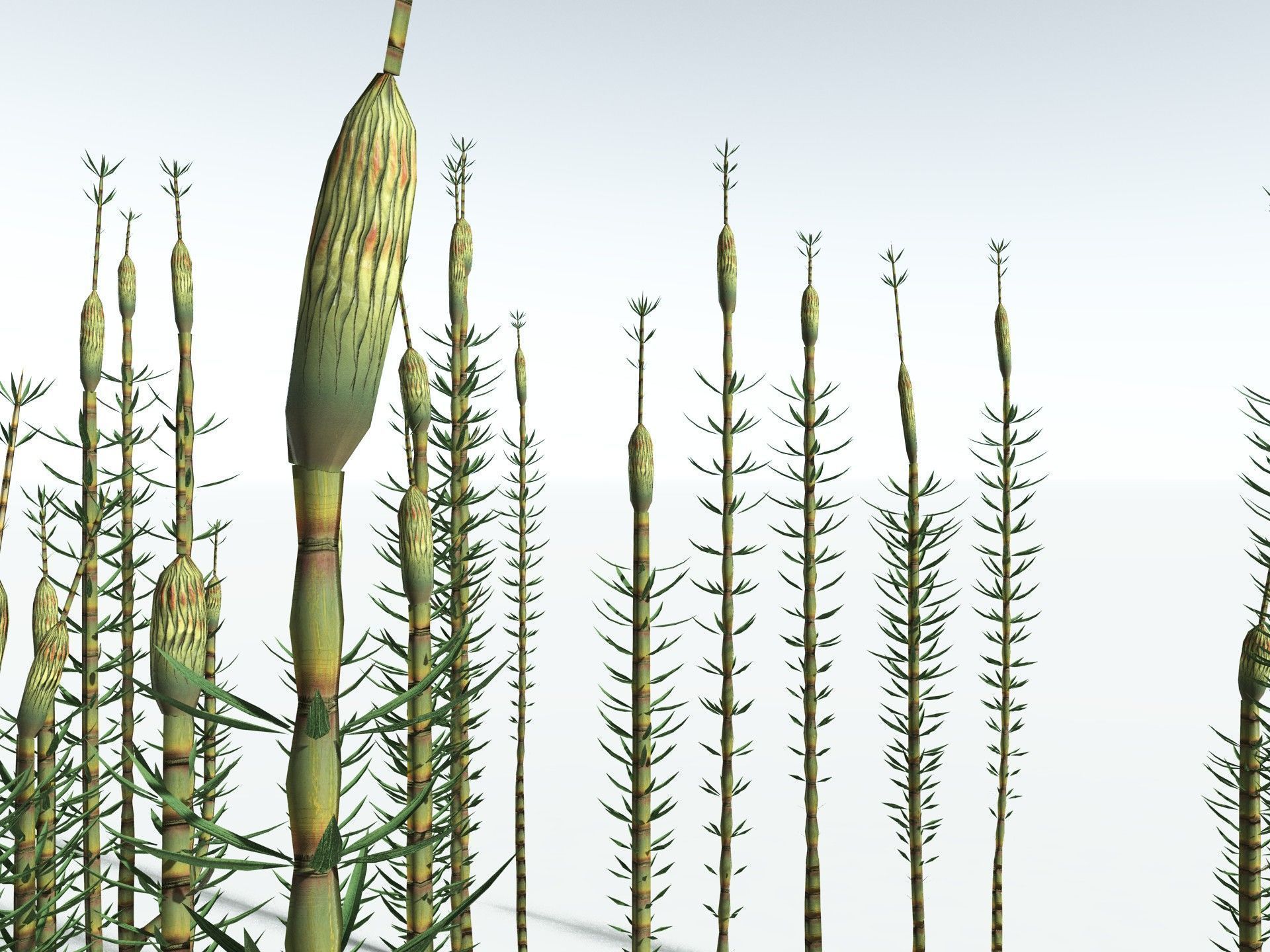 EVERYPlant Calamites Suckowii LowPoly Low-poly 3D model_35