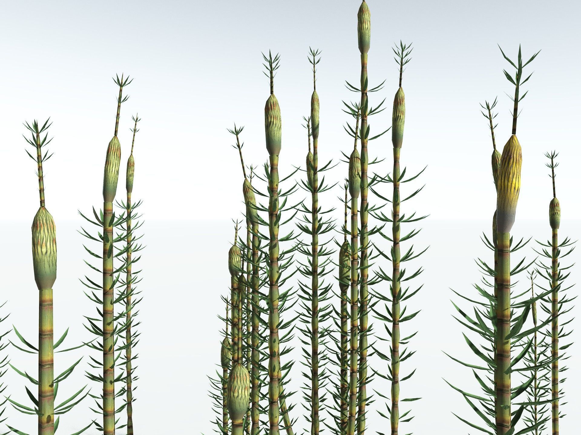 EVERYPlant Calamites Suckowii LowPoly Low-poly 3D model_7