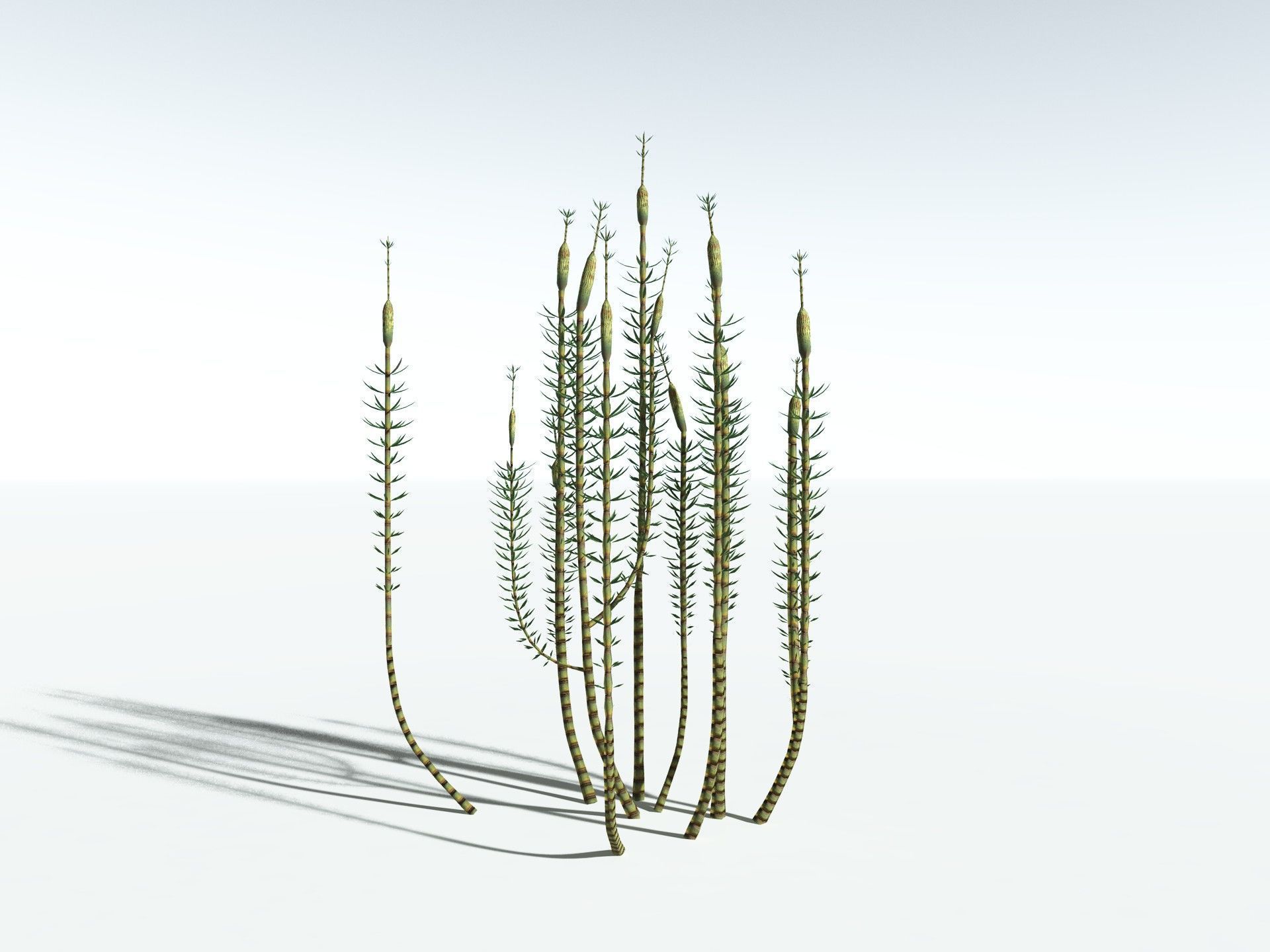 EVERYPlant Calamites Suckowii LowPoly Low-poly 3D model_32