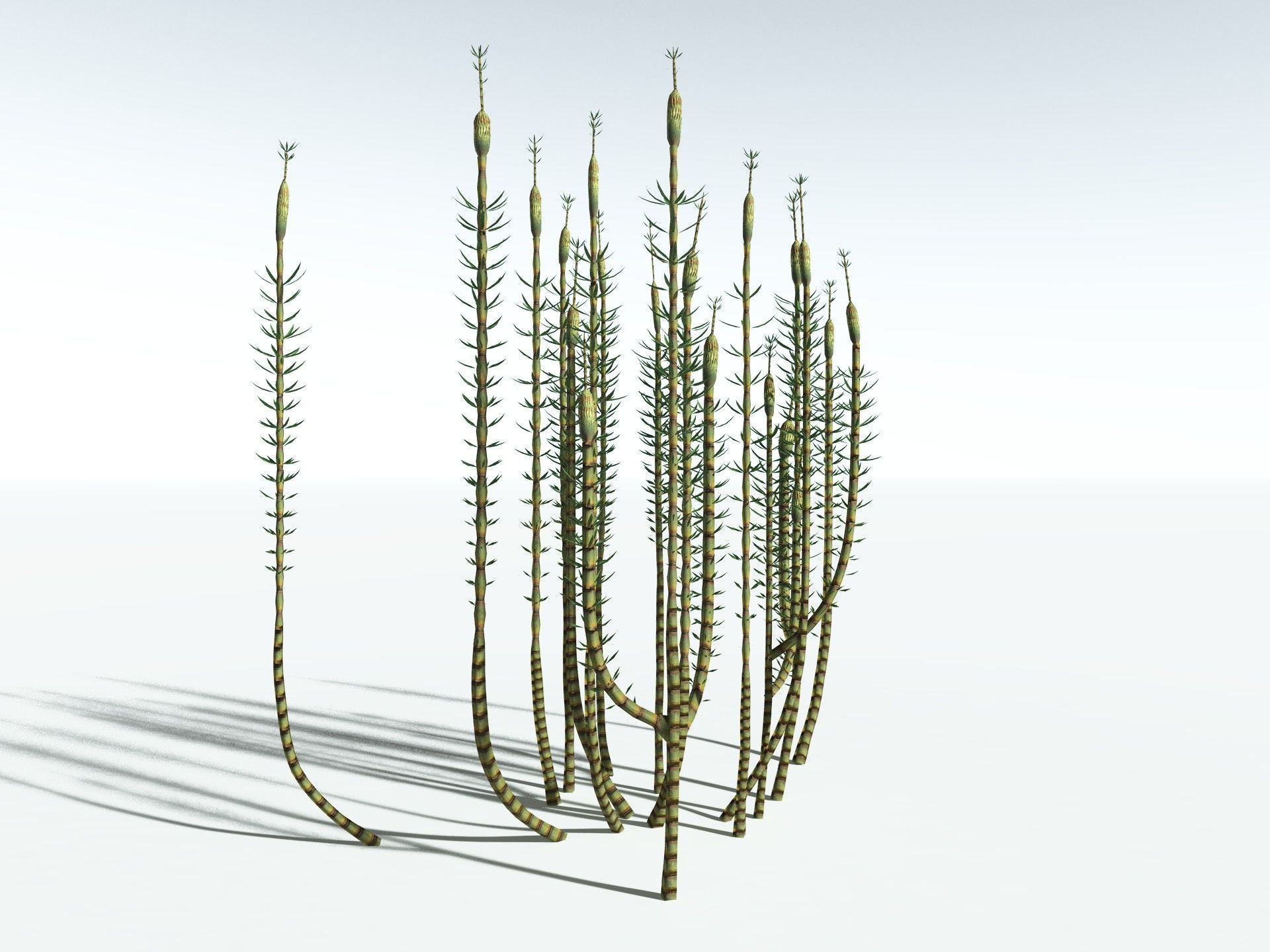 EVERYPlant Calamites Suckowii LowPoly Low-poly 3D model_4