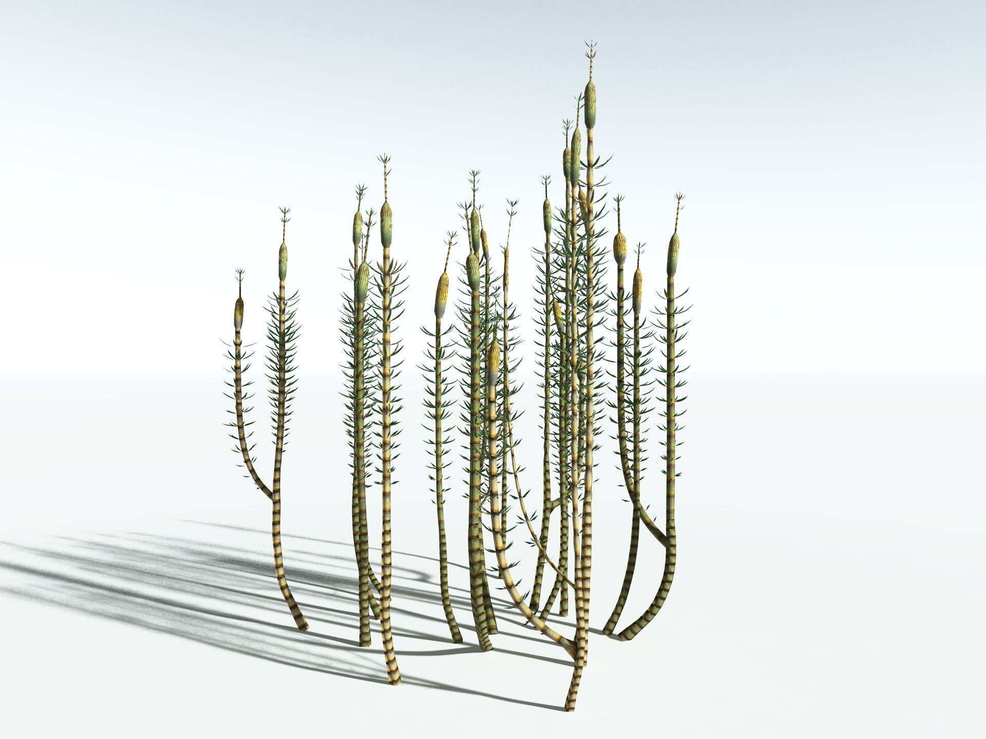 EVERYPlant Calamites Suckowii LowPoly Low-poly 3D model_12