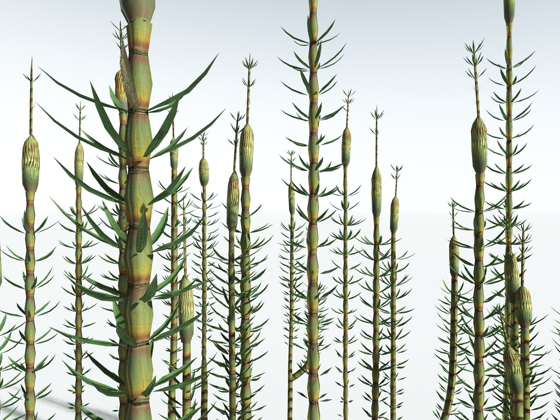 EVERYPlant Calamites Suckowii LowPoly Low-poly 3D model_21