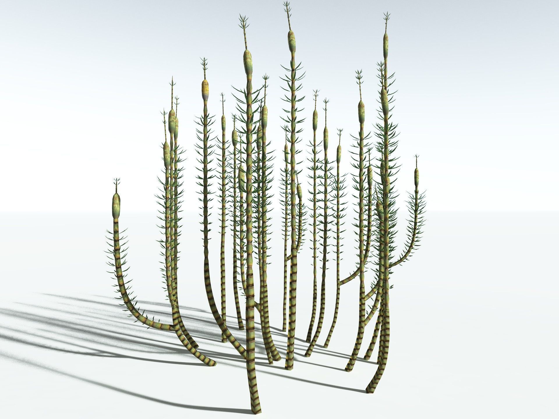 EVERYPlant Calamites Suckowii LowPoly Low-poly 3D model_20