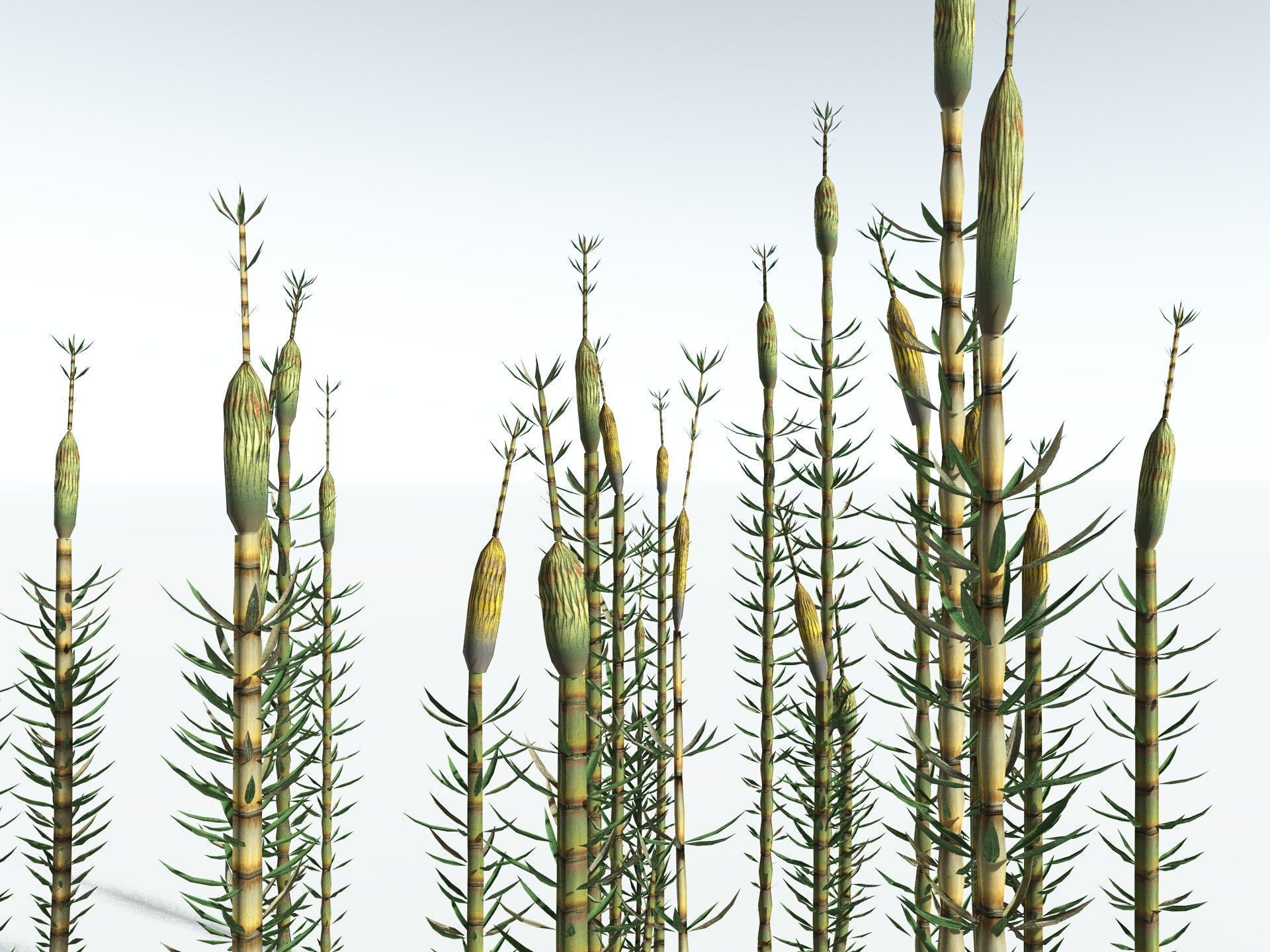 EVERYPlant Calamites Suckowii LowPoly Low-poly 3D model_13