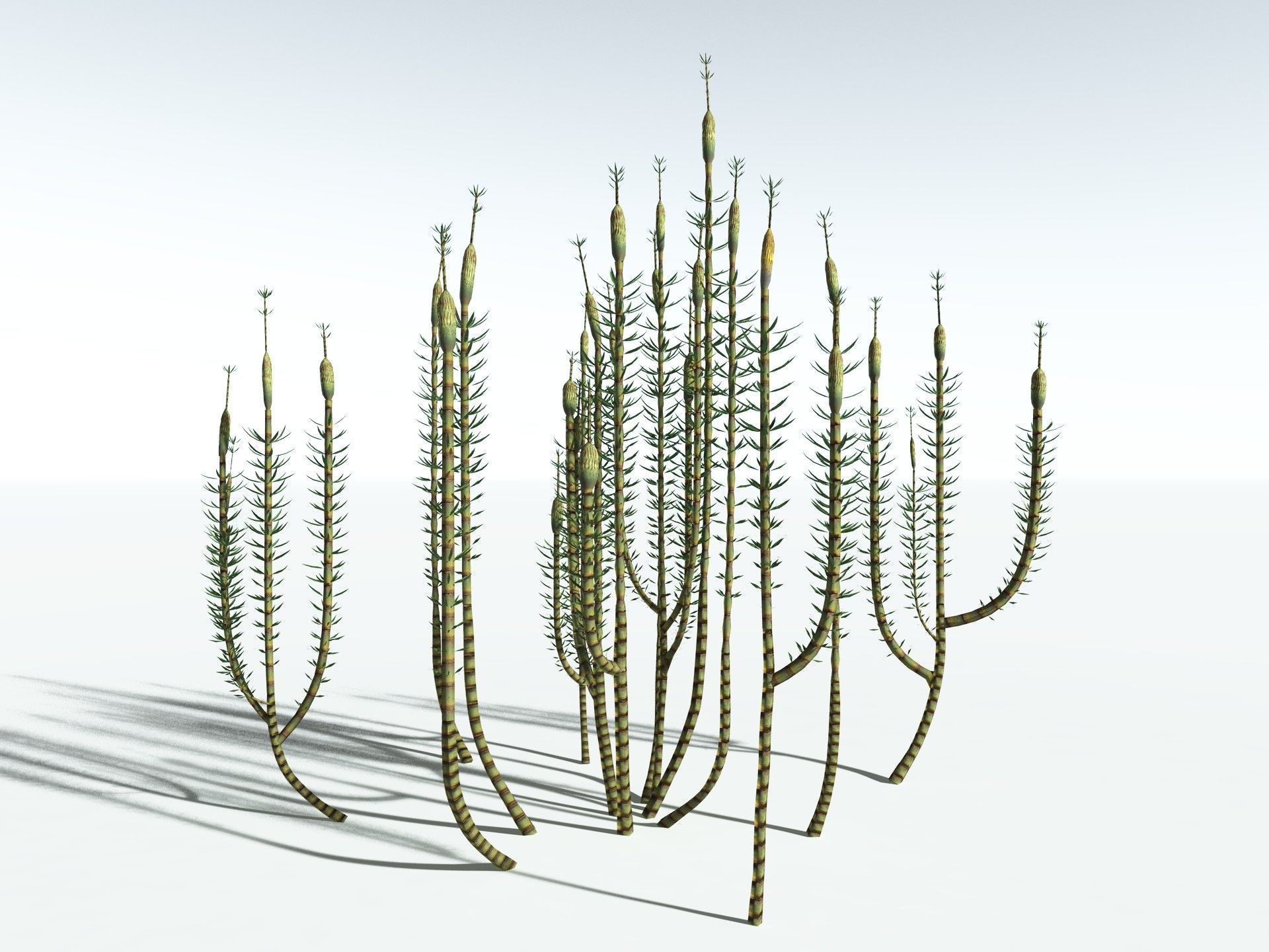 EVERYPlant Calamites Suckowii LowPoly Low-poly 3D model_6